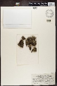 Cladonia pleurota image