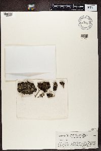 Cladonia deformis image