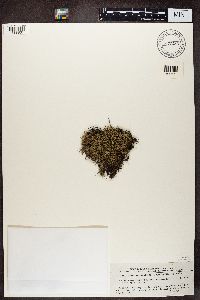 Cladonia uncialis image