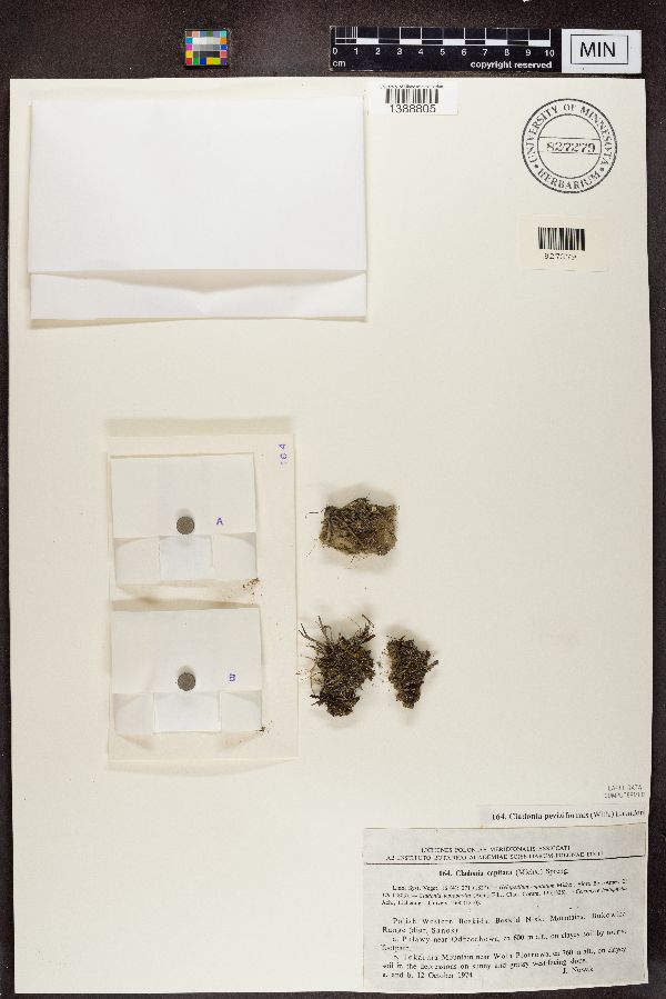 Cladonia peziziformis image