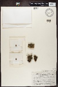 Image of Cladonia peziziformis