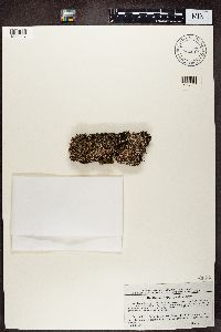 Cladonia symphycarpia image