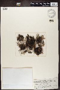 Cladonia gracilis image