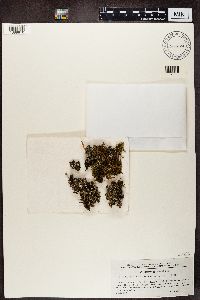 Cladonia pyxidata image