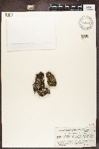 Cladonia fimbriata image