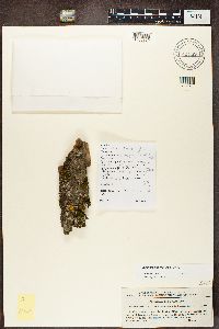 Myriolecis hagenii image