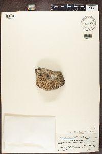 Aspicilia melanaspis image