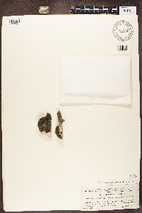 Lecania erysibe image