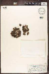 Parmeliopsis hyperopta image