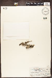 Hypogymnia tubulosa image