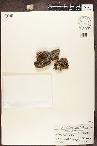 Hypogymnia bitteri image