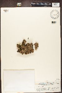 Parmelia sulcata image