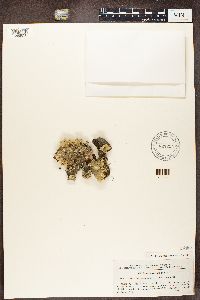 Flavoparmelia caperata image