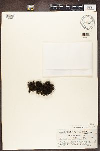Pseudephebe pubescens image