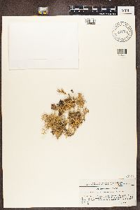 Evernia prunastri image