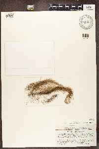 Bryoria nadvornikiana image