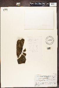 Gyalolechia flavovirescens image