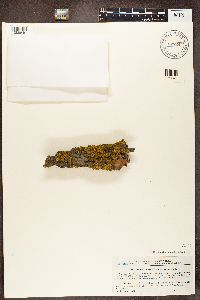 Xanthoria fallax image