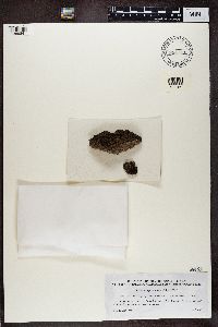 Acarospora fuscata image