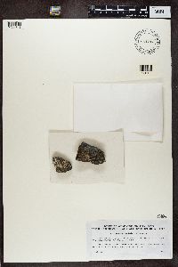 Caloplaca crenularia image