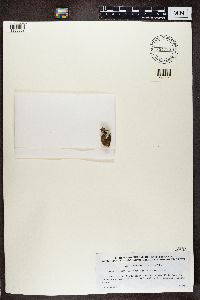 Cladonia botrytes image