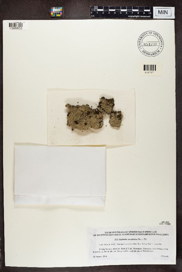 Cladonia caespiticia image