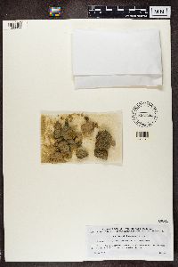 Enchylium limosum image