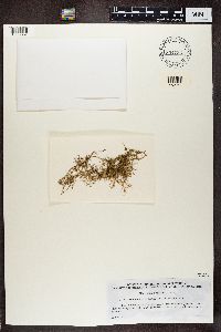 Evernia divaricata image