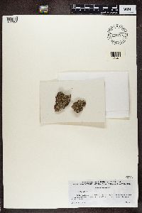 Lecanora cenisia image