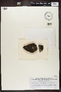 Lecidella viridans image