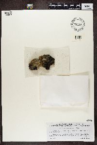 Phaeophyscia sciastra image