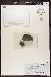 Physcia caesia image