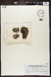 Physconia muscigena image