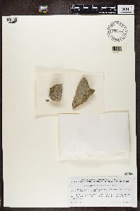 Trapelia coarctata image