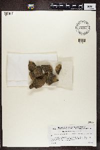 Trapelia obtegens image