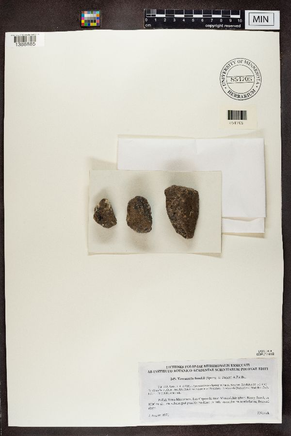 Verrucaria funckii image