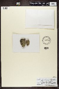 Dimelaena oreina image