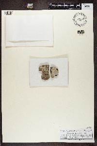 Lecanactis abietina image