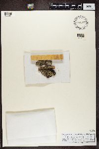 Mycoblastus affinis image