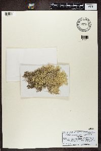 Media resource of Cladina confusa