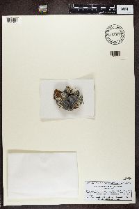 Dimelaena oreina image