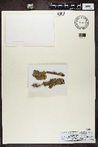 Physconia grisea image