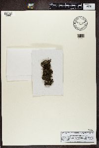 Solorina spongiosa image