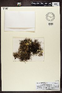 Alectoria nigricans image