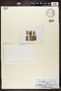 Media resource of Anisomeridium polypori