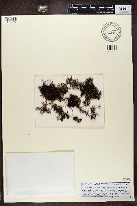 Coelocaulon divergens image