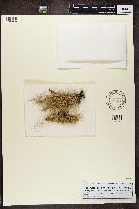 Bryoria capillaris image