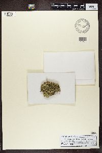 Cladonia uncialis image