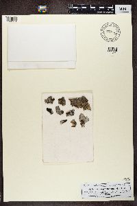 Dermatocarpon miniatum image