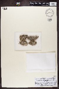 Anisomeridium polypori image